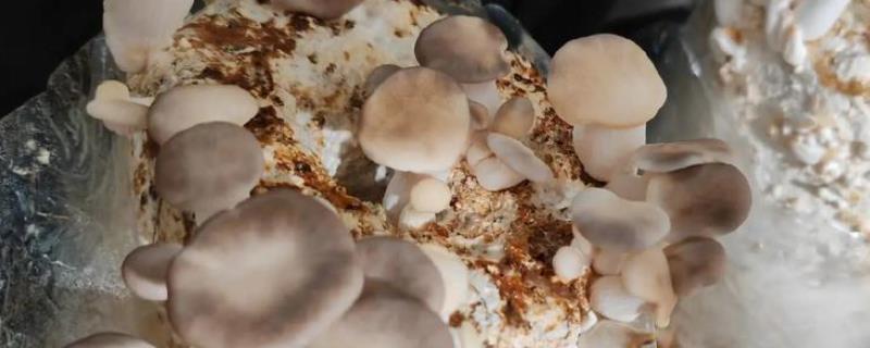 如何自己在家培养菌种，接种时在培养料的表面覆盖菌种