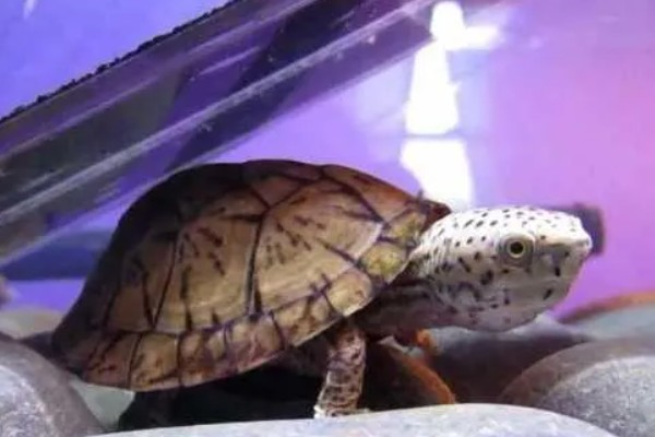 麝香龟是深水龟吗，麝香龟是深水龟