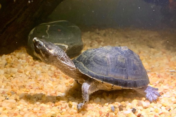 麝香龟是深水龟吗，麝香龟是深水龟