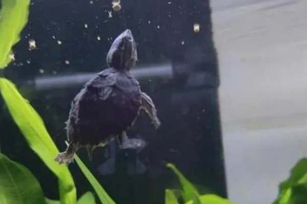 麝香龟是深水龟吗，麝香龟是深水龟