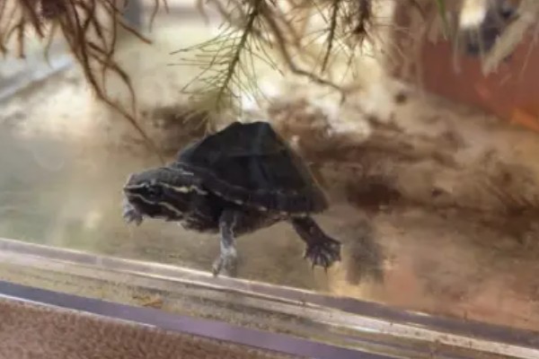 麝香龟是深水龟吗，麝香龟是深水龟