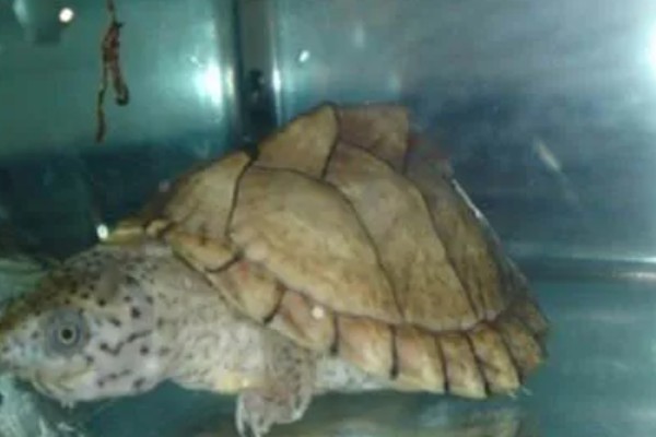 麝香龟是深水龟吗，麝香龟是深水龟