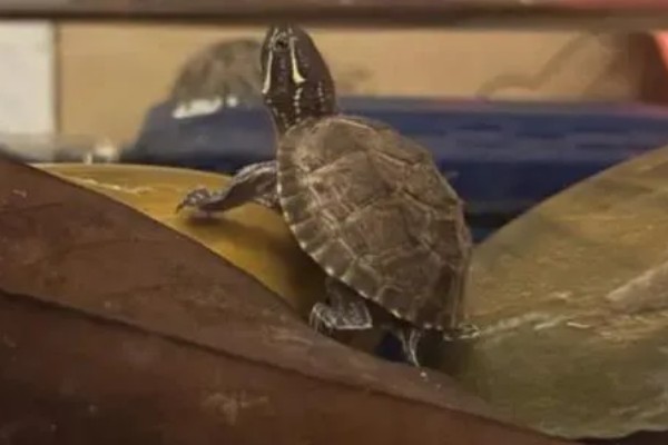 麝香龟是深水龟吗，麝香龟是深水龟