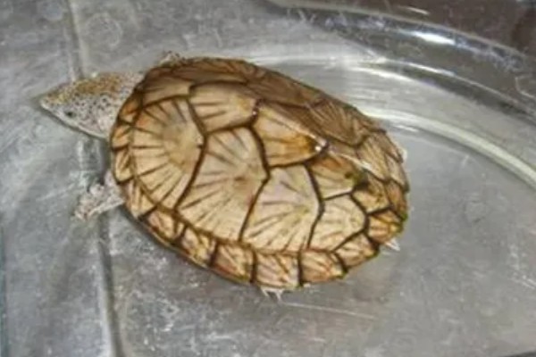 麝香龟是深水龟吗，麝香龟是深水龟