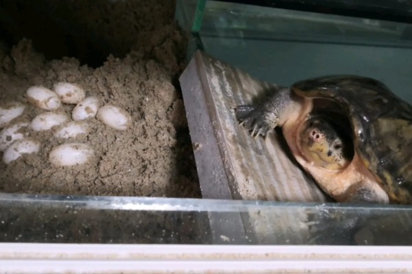 麝香龟是深水龟吗，麝香龟是深水龟