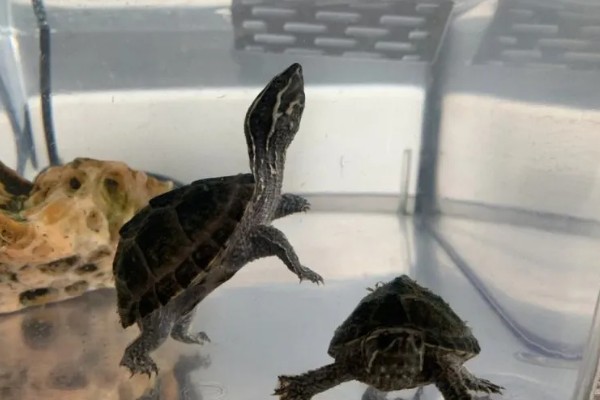 麝香龟是深水龟吗，麝香龟是深水龟