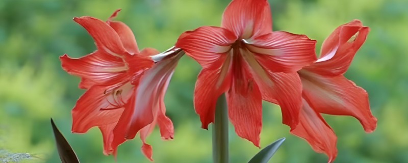 朱顶红的花语，寓意渴望被爱、勇敢追求爱等