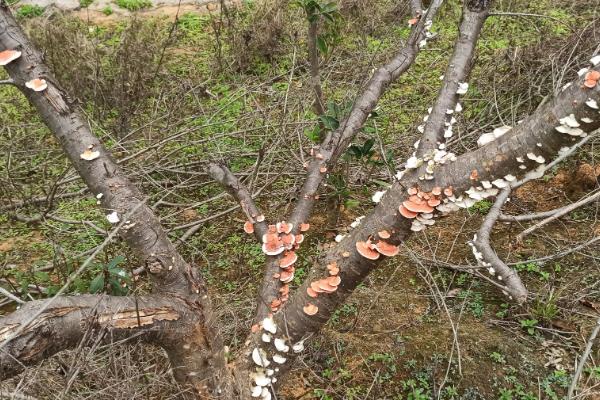 哪种像蘑菇的东西长在桃树上，可能是牛皮菇、树舌灵芝等品种