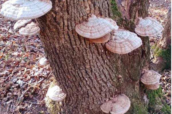 哪种像蘑菇的东西长在桃树上，可能是牛皮菇、树舌灵芝等品种