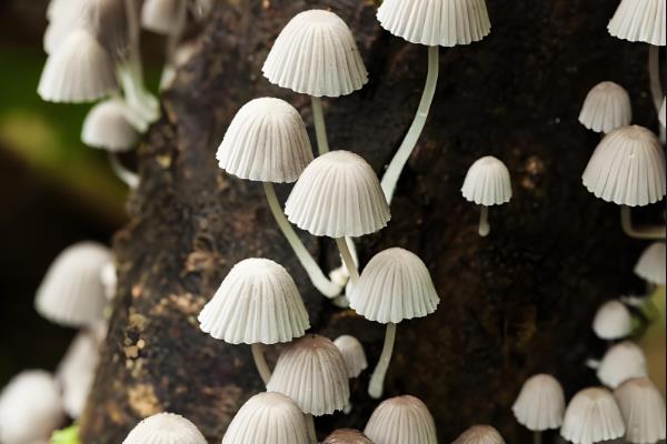 哪种像蘑菇的东西长在桃树上，可能是牛皮菇、树舌灵芝等品种