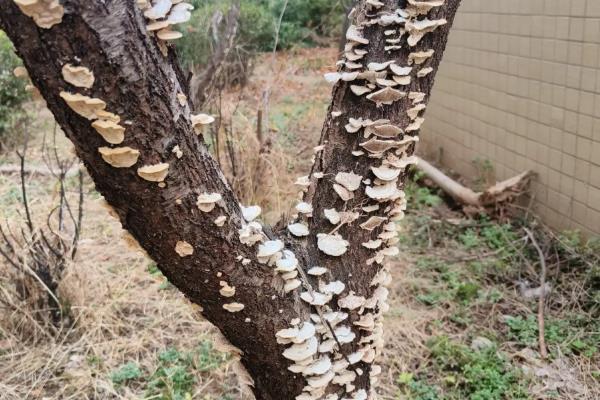 哪种像蘑菇的东西长在桃树上，可能是牛皮菇、树舌灵芝等品种