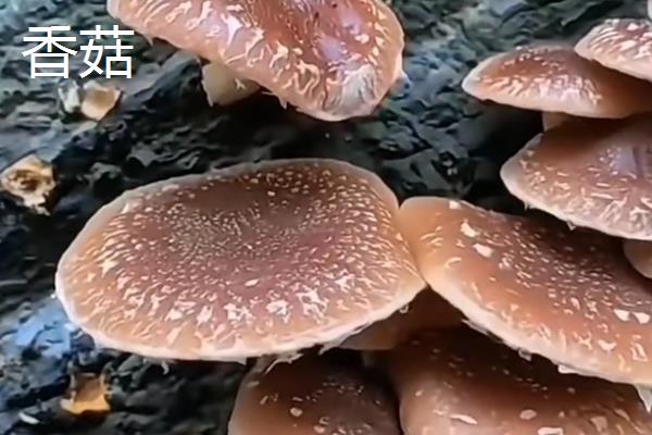 哪种像蘑菇的东西长在桃树上，可能是牛皮菇、树舌灵芝等品种