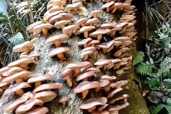 哪种像蘑菇的东西长在桃树上，可能是牛皮菇、树舌灵芝等品种