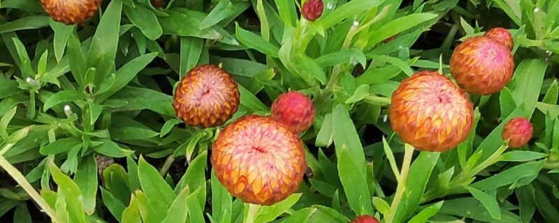 怎么养蜡菊盆栽，生长适温在15-25℃