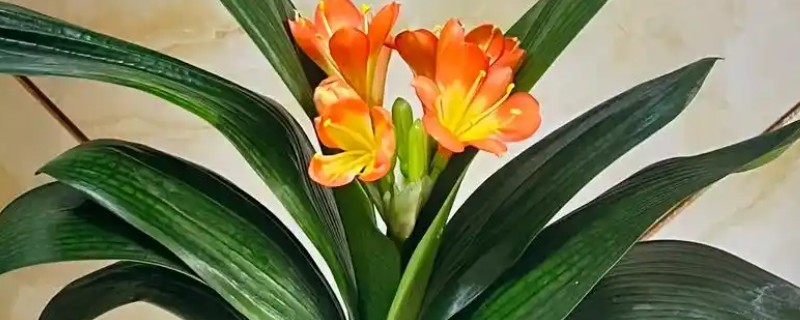 君子兰属于什么植物，属多年生草本植物