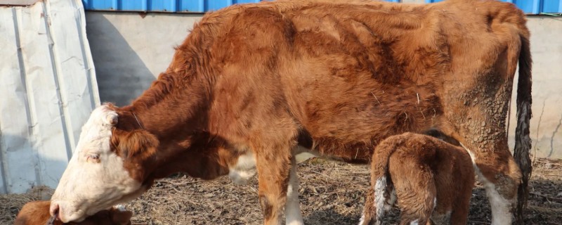 怎么鉴别母牛是否即将生产,会出现体质变强、尾部下垂等情况