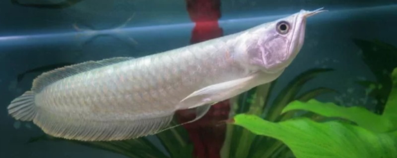 银龙鱼好不好养，属于比较好养的鱼类