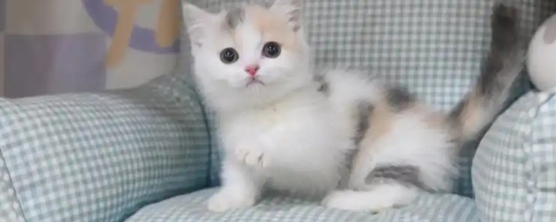 猫咪得了皮肤病要剃毛吗，感染面积不大只需把附近的毛发剪短