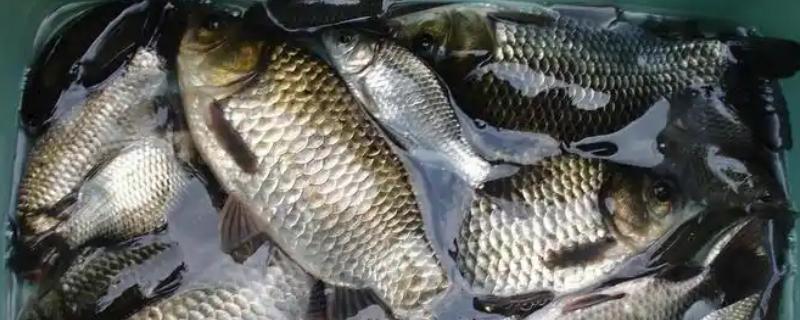 纯养鲫鱼用什么饲料，推荐天然饵料、人工饲料等
