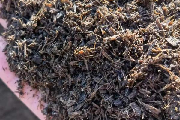 如何自己在家培养菌种，接种时在培养料的表面覆盖菌种