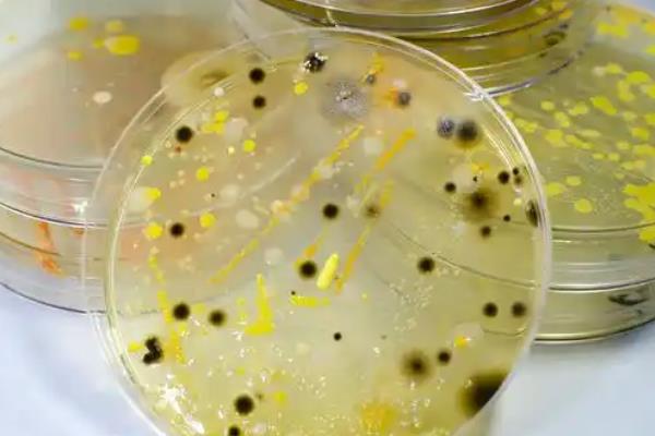 如何自己在家培养菌种，接种时在培养料的表面覆盖菌种