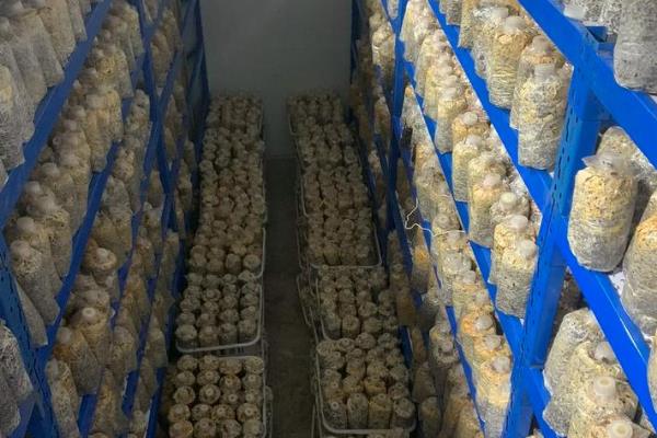 如何自己在家培养菌种，接种时在培养料的表面覆盖菌种