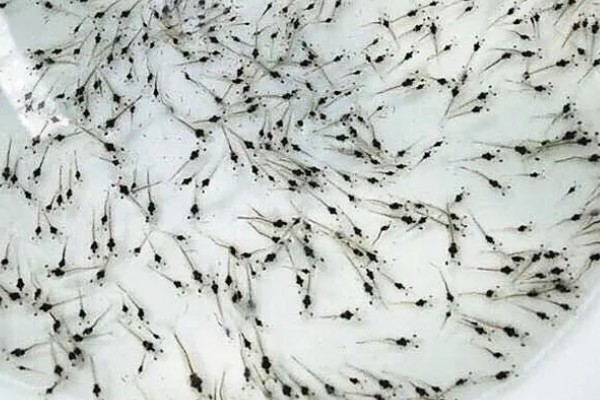 大头虾如何养殖，是需要淡水养殖的