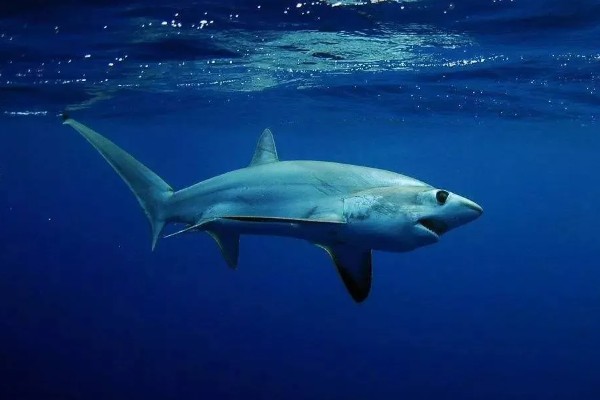 鲨鱼会不会攻击人类,鲨鱼会攻击人类