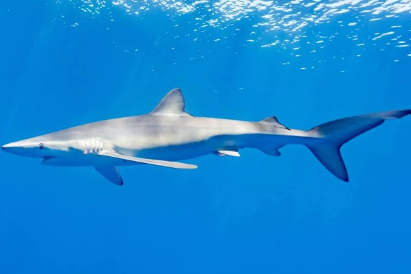 鲨鱼会不会攻击人类,鲨鱼会攻击人类