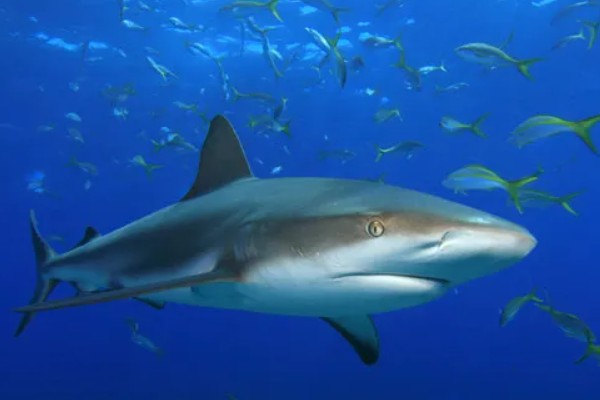 鲨鱼会不会攻击人类,鲨鱼会攻击人类