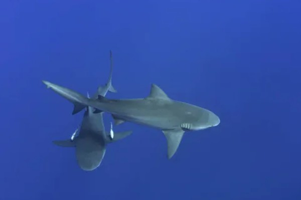 鲨鱼会不会攻击人类,鲨鱼会攻击人类