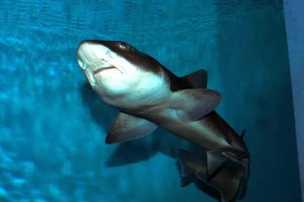 鲨鱼会不会攻击人类,鲨鱼会攻击人类