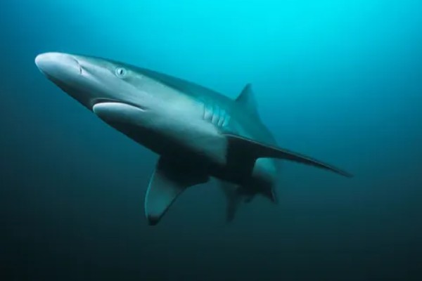 鲨鱼会不会攻击人类,鲨鱼会攻击人类