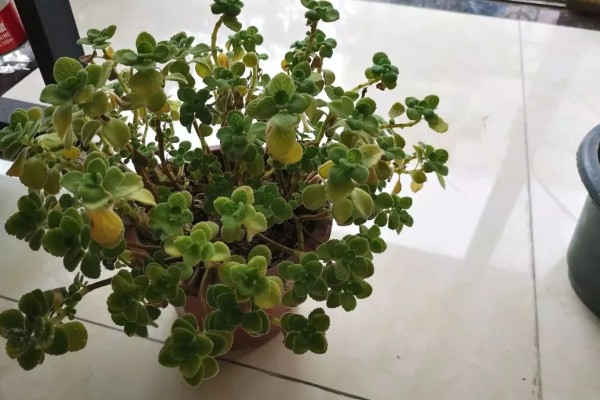 碰碰香叶子发黄的原因,可能是水太大或自然原因
