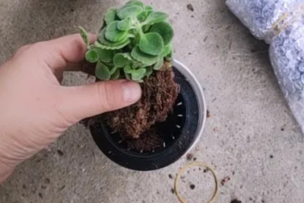 碰碰香叶子发黄的原因,可能是水太大或自然原因