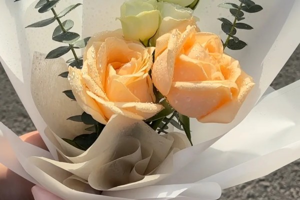 香槟玫瑰的花语,不同朵数代表的含义有区别