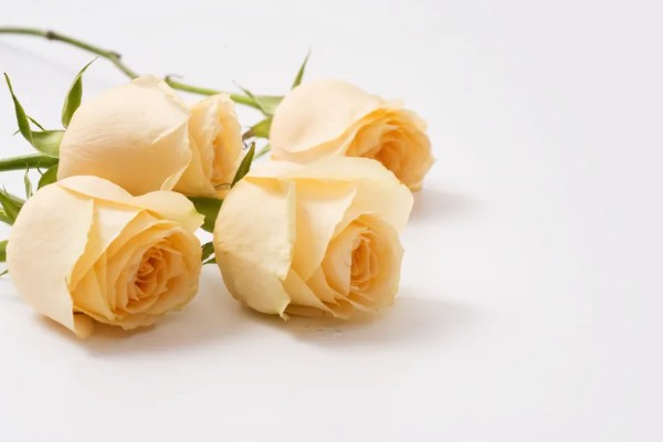 香槟玫瑰的花语,不同朵数代表的含义有区别