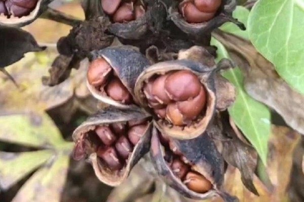 芍药种子的种植方法，通常在秋季进行播种
