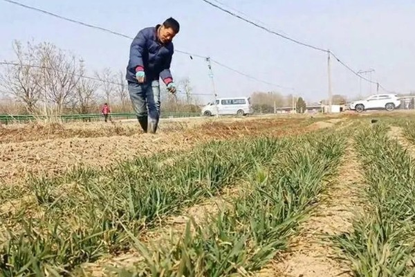 小麦底肥复合肥每亩要多少公斤,根据土壤肥力状况决定