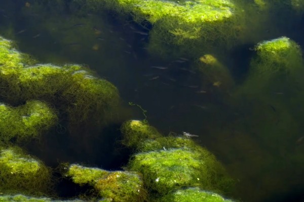 下雨后怎么处理鱼池,需开启增氧机补充氧气
