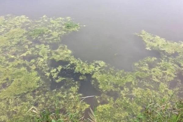下雨后怎么处理鱼池,需开启增氧机补充氧气