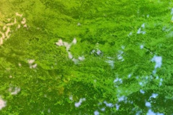 下雨后怎么处理鱼池,需开启增氧机补充氧气