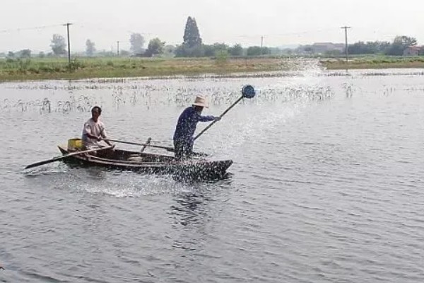 下雨后怎么处理鱼池,需开启增氧机补充氧气