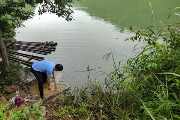 下雨后怎么处理鱼池,需开启增氧机补充氧气