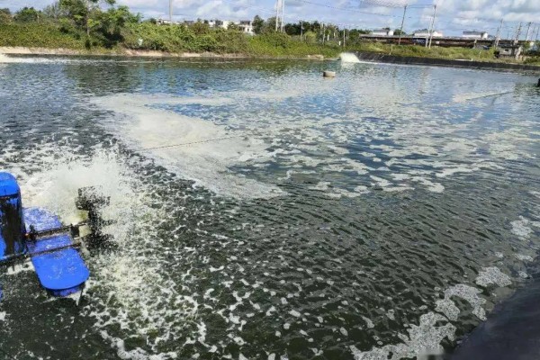 下雨后怎么处理鱼池,需开启增氧机补充氧气
