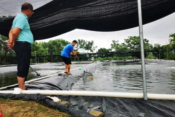下雨后怎么处理鱼池,需开启增氧机补充氧气