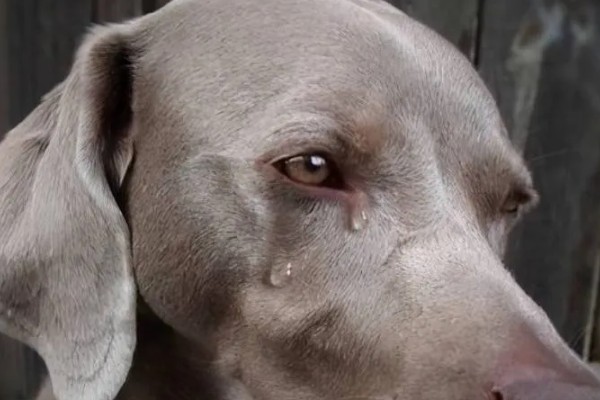 狗狗眼睛生病的信号,常表现为眼泪过多、眼屎积聚等