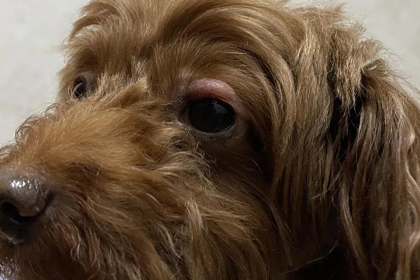 狗狗眼睛生病的信号,常表现为眼泪过多、眼屎积聚等