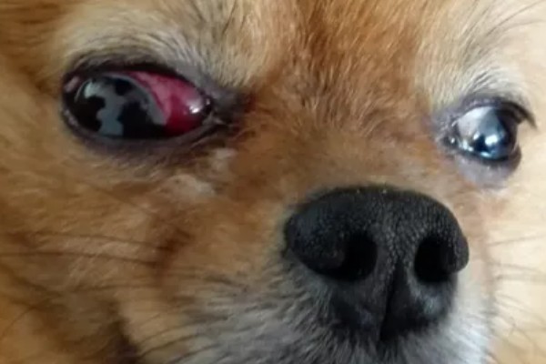 狗狗眼睛生病的信号,常表现为眼泪过多、眼屎积聚等