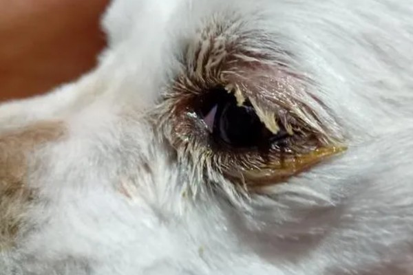 狗狗眼睛生病的信号,常表现为眼泪过多、眼屎积聚等